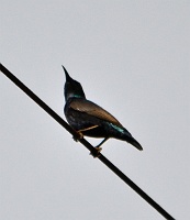 Purple sunbird